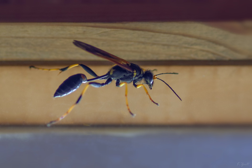Sceliphron caementarium - feketenyelű lopódarázs