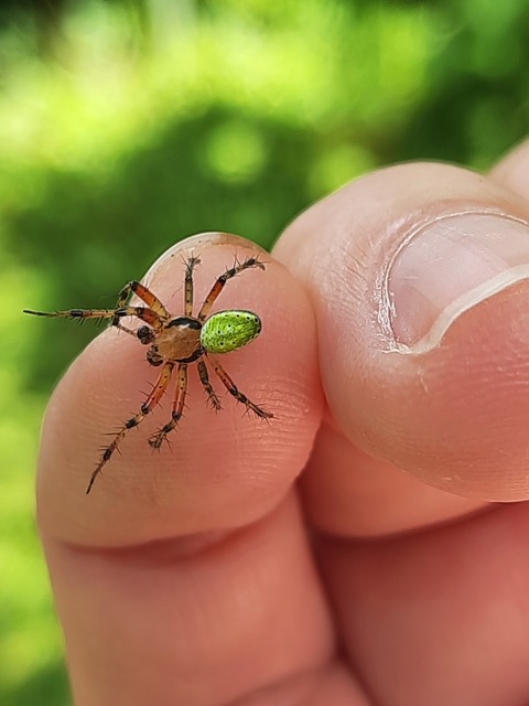 Araniella