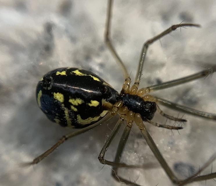 Neriene radiata - szegélyes vitorláspók