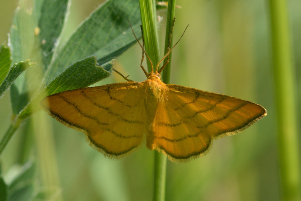 Idaea aureolaria - aranyos sávosaraszoló