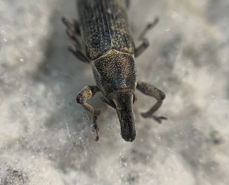 Lixus cinerascens - hamvas dudvabarkó