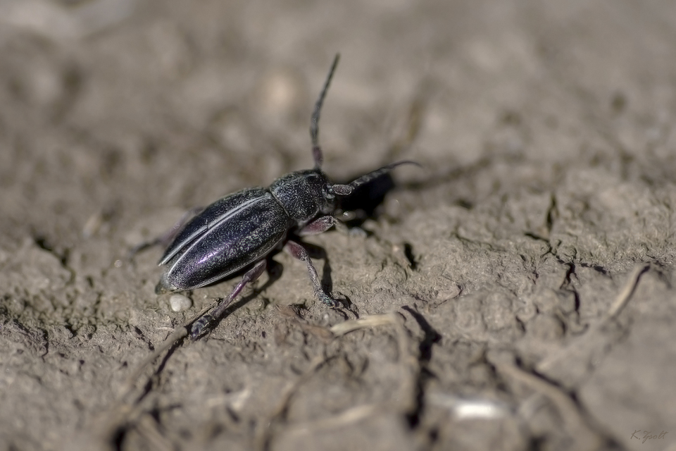 Dorcadion pedestre - kétsávos gyalogcincér