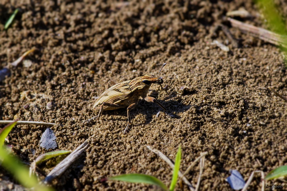 Coniocleonus nigrosuturatus - nyíljegyes barkó