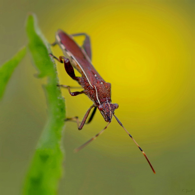 Camptopus lateralis - görbelábú karimáspoloska