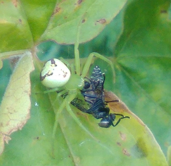 Ebrechtella tricuspidata - alakoskodó karolópók