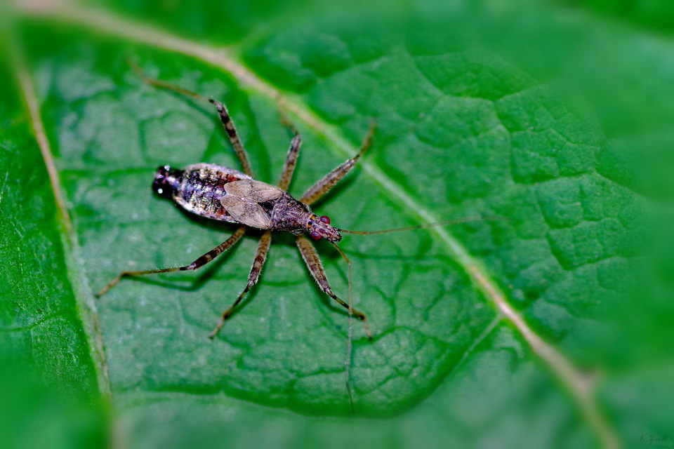Himacerus apterus - nagy tolvajpoloska