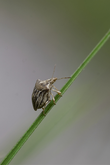 Ancyrosoma leucogrammes - vállas poloska