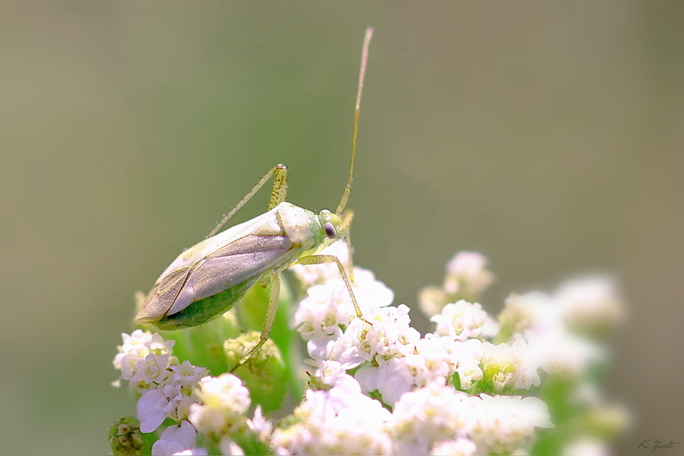 Adelphocoris lineolatus - lucernapoloska