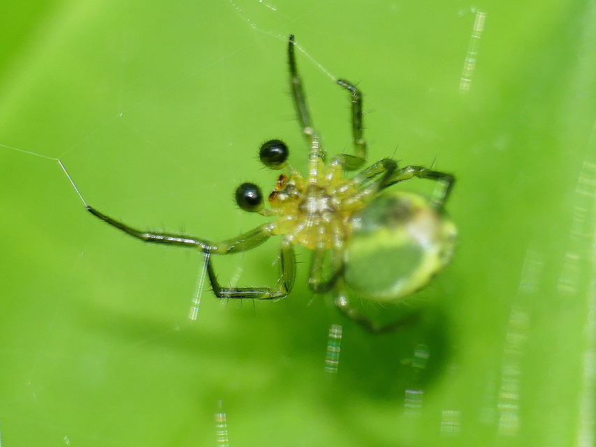 Araniella