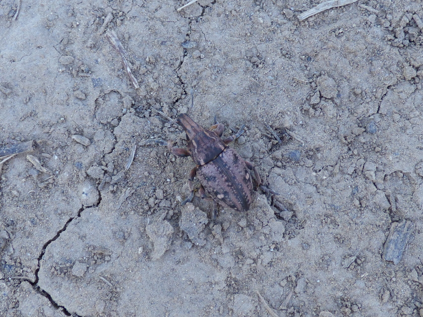 Leucophyes pedestris - négypettyes barkó