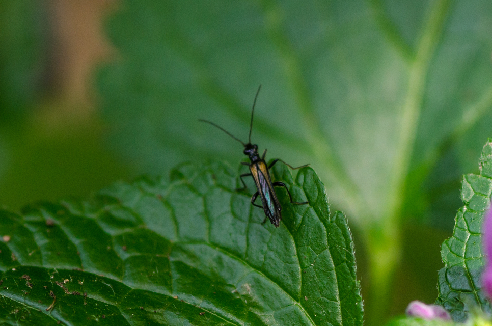 Oedemera pthysica - feketeszegélyű álcincér Oedemera pthysica - feketeszegélyű álcincér