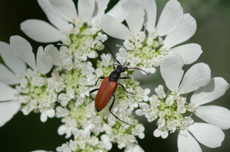 Anastrangalia sanguinolenta - kétszínű virágcincér