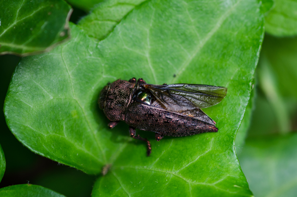 Dicerca berolinensis - bükkfa-díszbogár