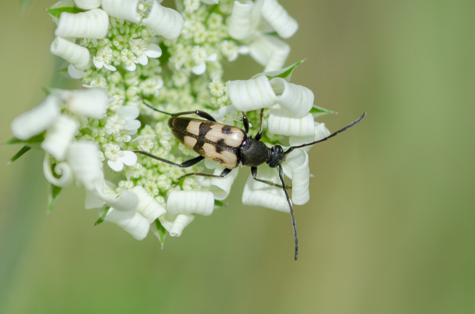 Pachytodes erraticus - rajzos virágcincér