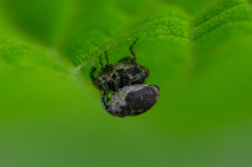 Nedyus quadrimaculatus - közönséges csalánormányos
