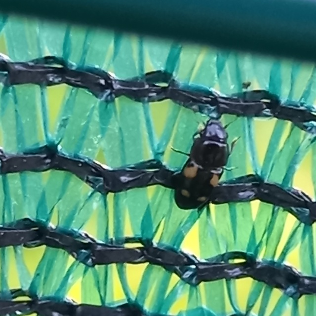 Glischrochilus quadrisignatus - amerikai fénybogár Glischrochilus quadrisignatus - amerikai fénybogár