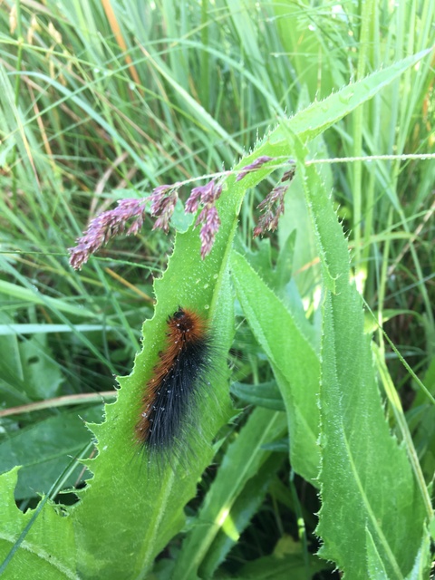 Arctia caja - közönséges medvelepke