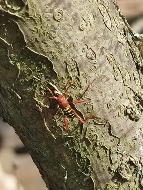 Neoclytus acuminatus - amerikai darázscincér