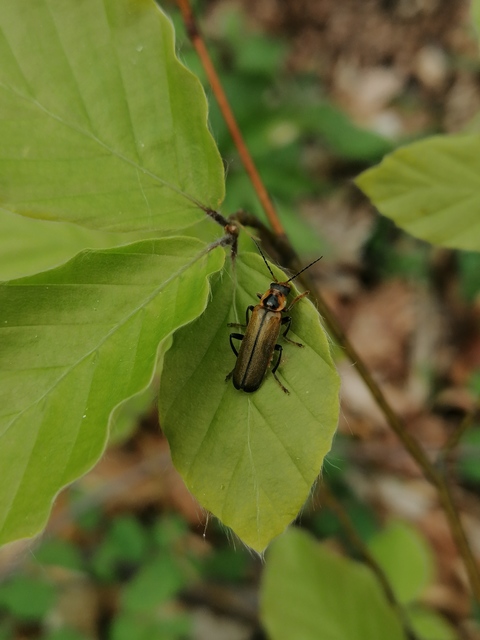 Cantharis terminata
