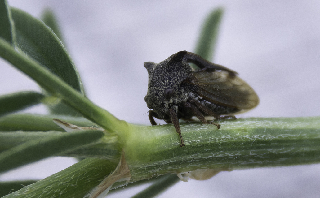 Centrotus cornutus - szarvaskabóca