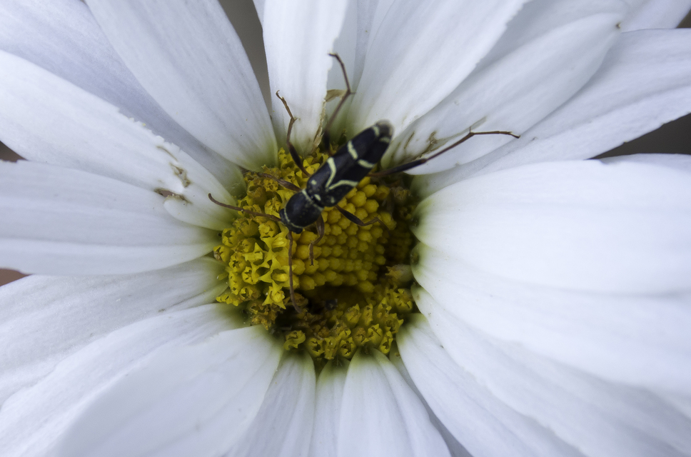 Clytus rhamni - benge-darázscincér