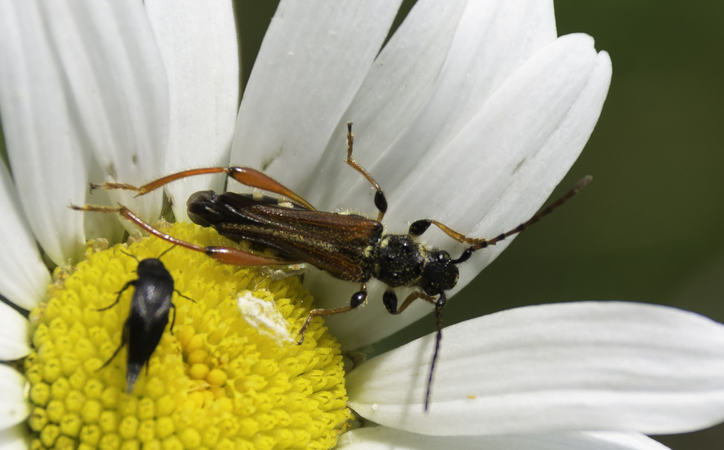 Stenopterus rufus - tarkacsápú keskenyfedőscincér