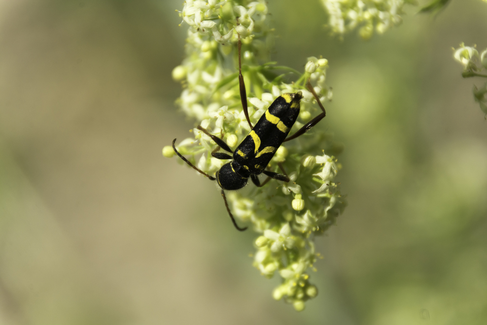 Clytus arietis - közönséges darázscincér