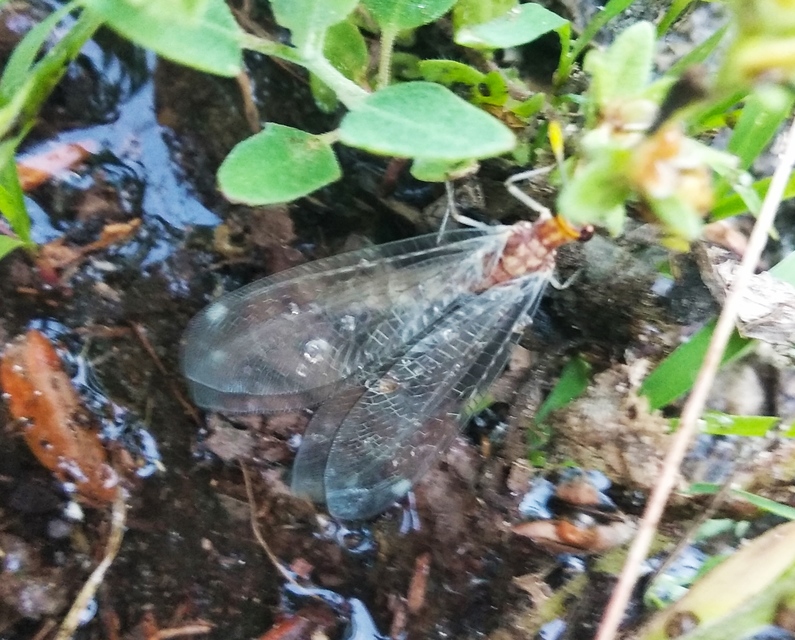 Megistopus flavicornis - kétfoltos hangyaleső