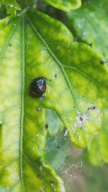 Exochomus quadripustulatus - négyfoltos szerecsenkata