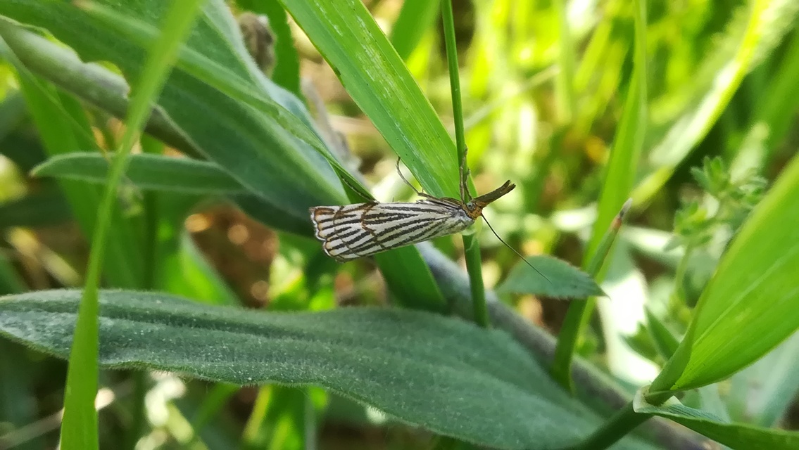 Chrysocramboides craterella - rácsos fűgyökérmoly