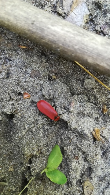 Pyrochroa coccinea - nagy bíborbogár