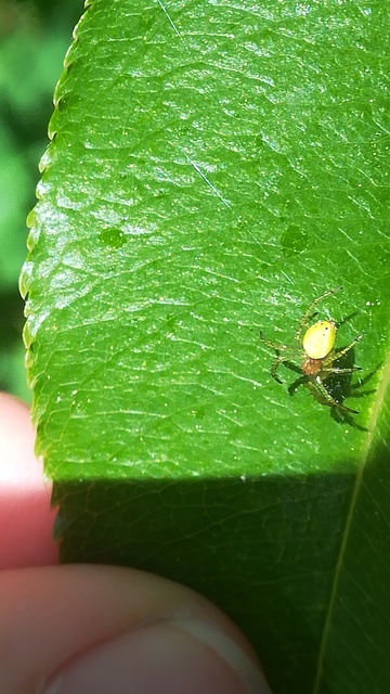Araniella