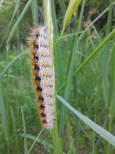 Rhyparia purpurata - bíborszínű medvelepke