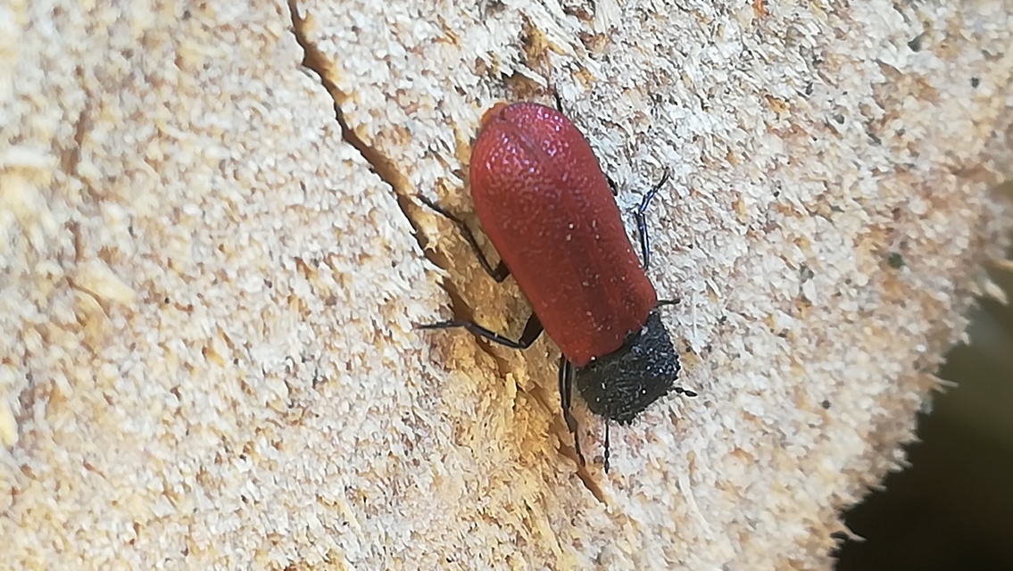 Bostrichus capucinus - piros csuklyásszú