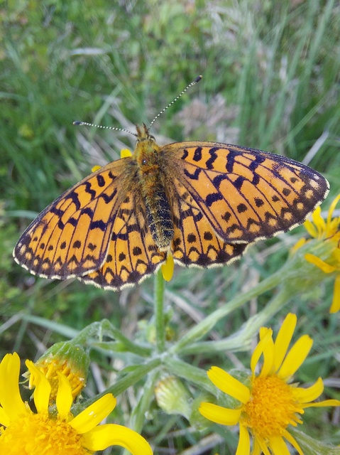 Boloria selene - fakó gyöngyházlepke