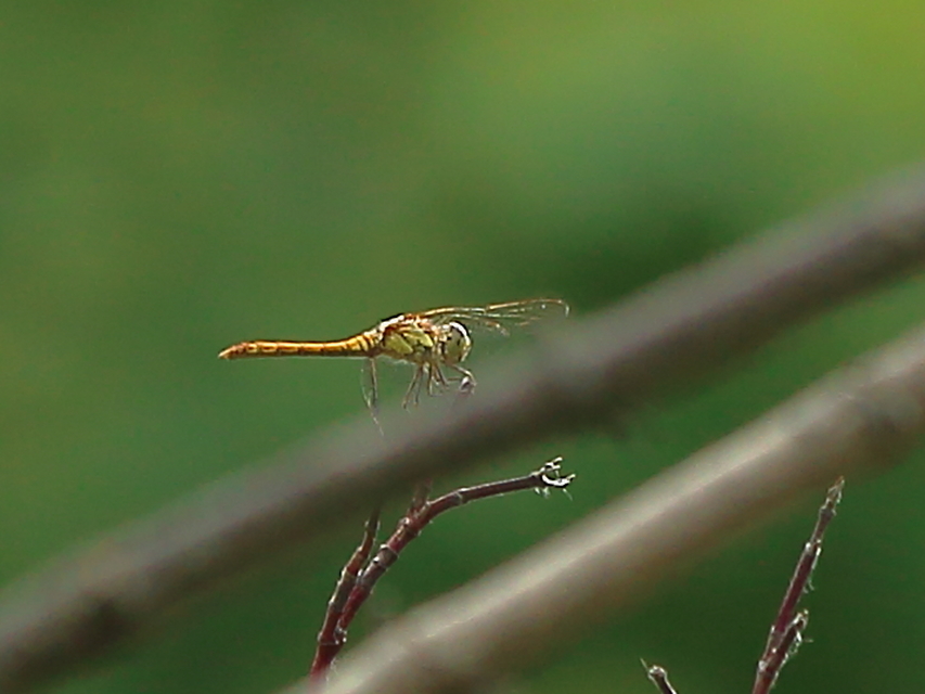 Sympetrum striolatum/vulgatum/meridionale