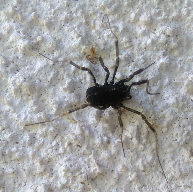 Egaenus convexus