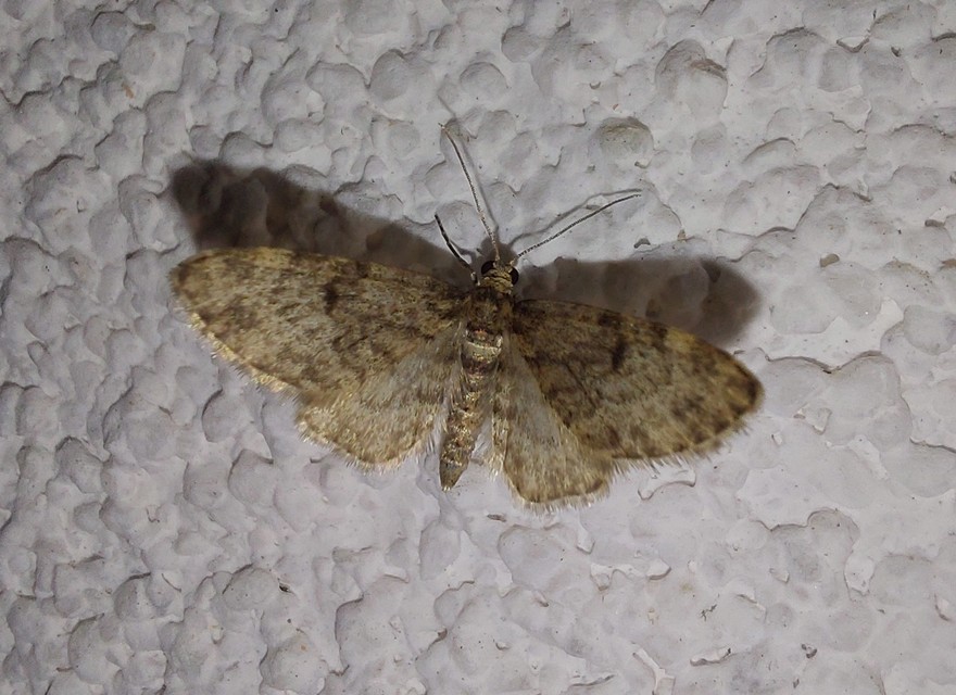 Eupithecia tantillaria - feketegyűrűs törpearaszoló