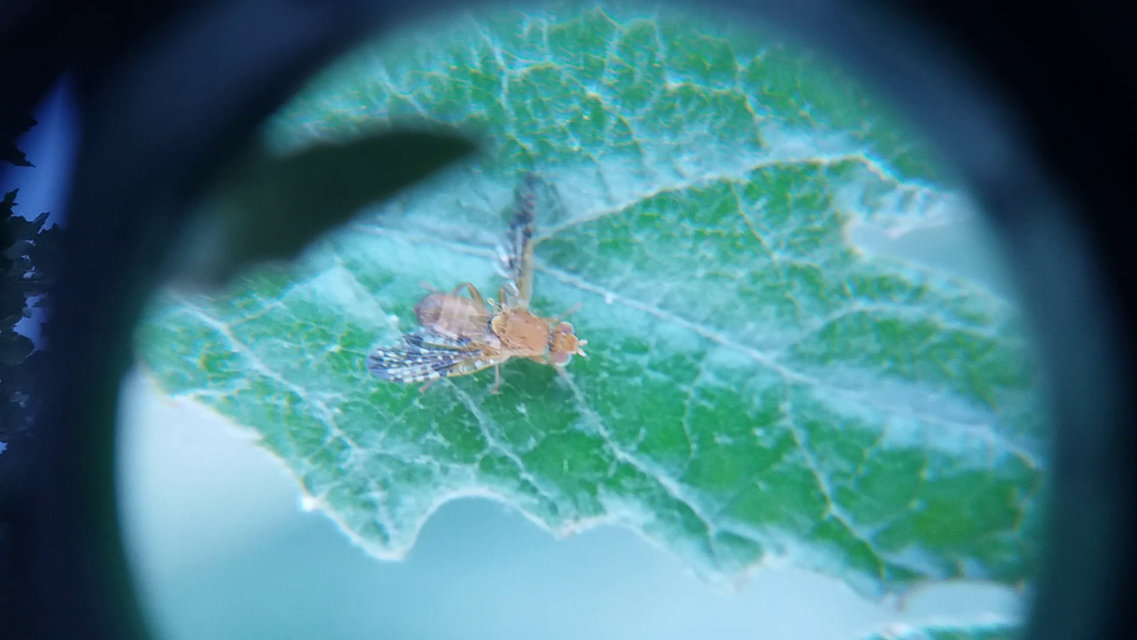 Xyphosia miliaria
