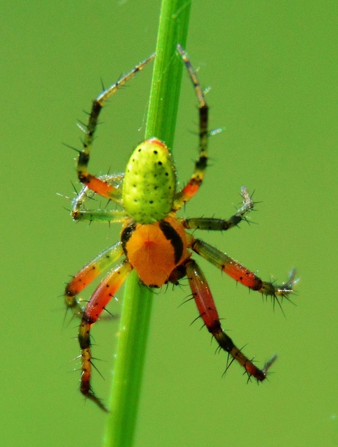 Araniella cucurbitina - zöld keresztespók