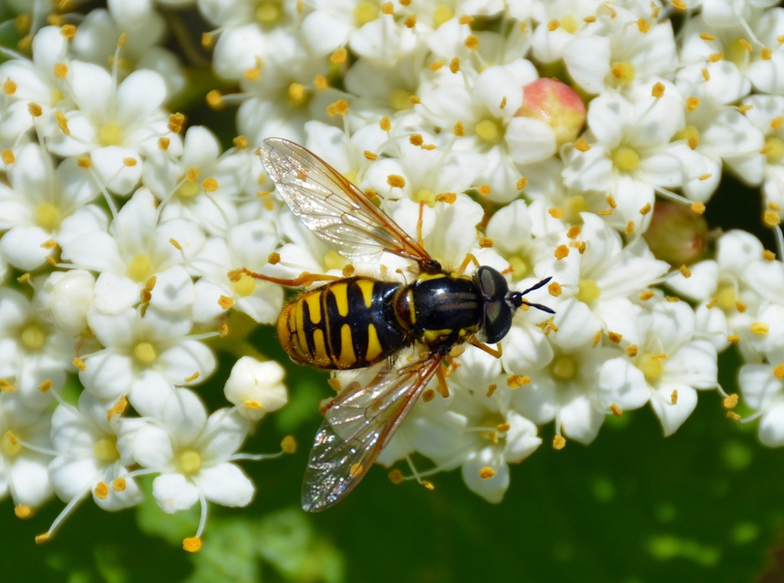 Chrysotoxum