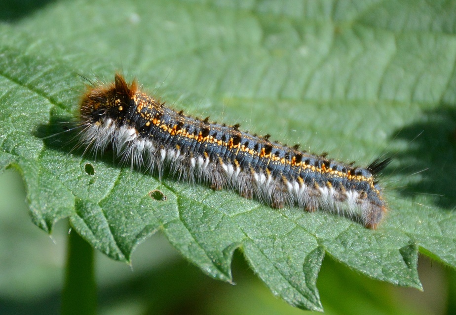 Euthrix potatoria - szomjas pohók