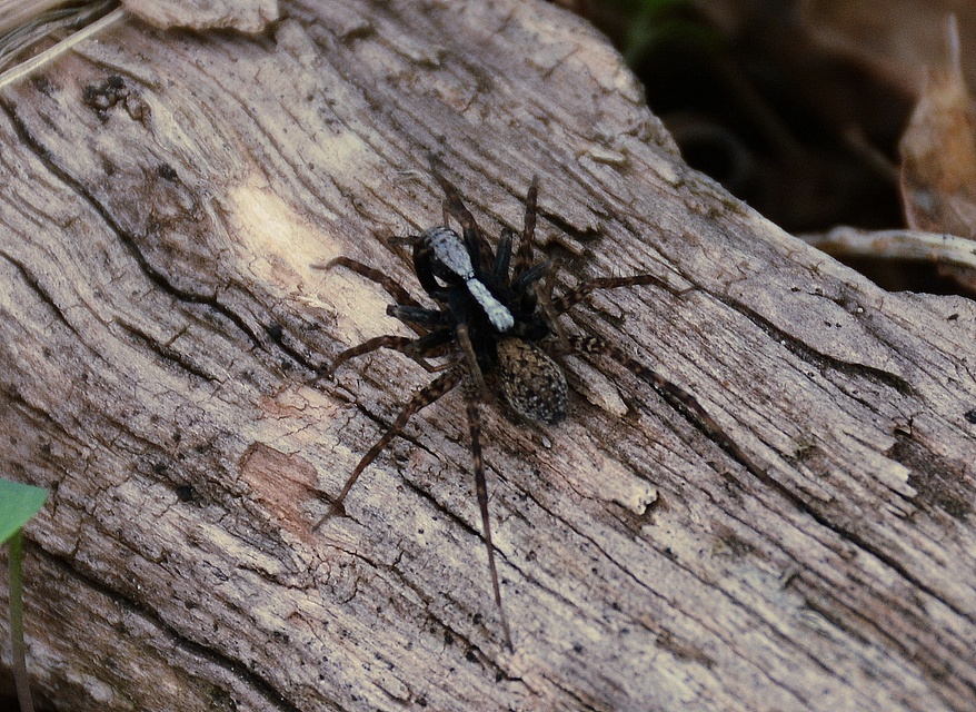 Pardosa alacris/lugubris