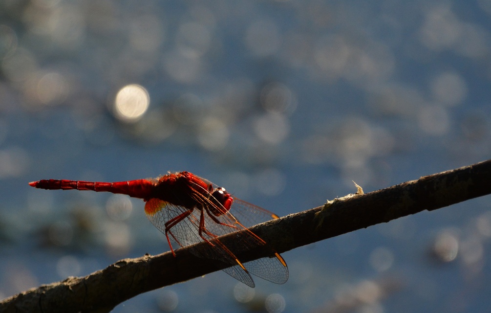Crocothemis erythraea - skarlát szitakötő