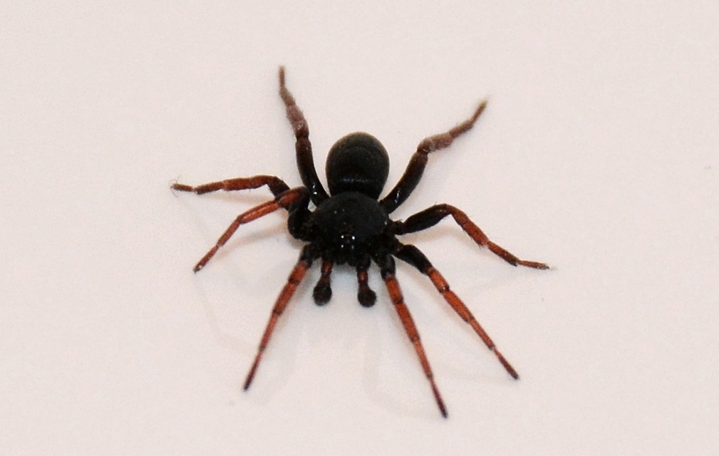 Trachyzelotes pedestris - vöröslábú gyászpók
