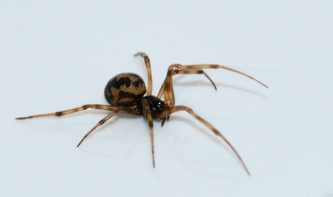 Steatoda triangulosa - háromszöges faggyúpók