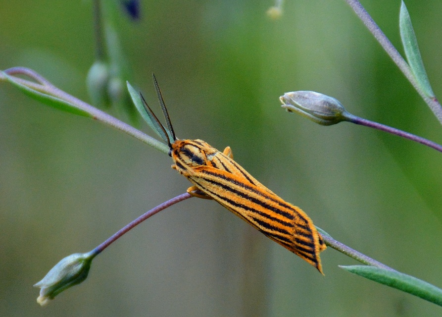 Spiris striata - csíkos molyszövő