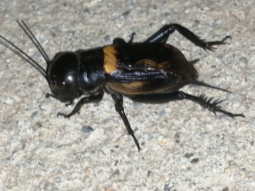 Gryllus campestris - mezei tücsök