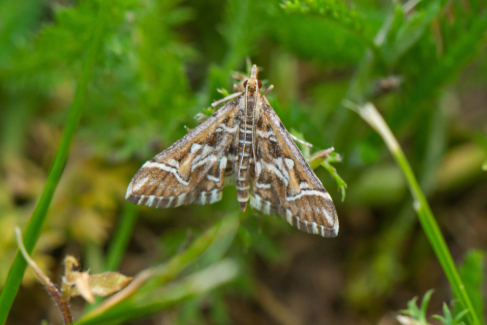 Diasemia reticularis - betűmintás tűzmoly