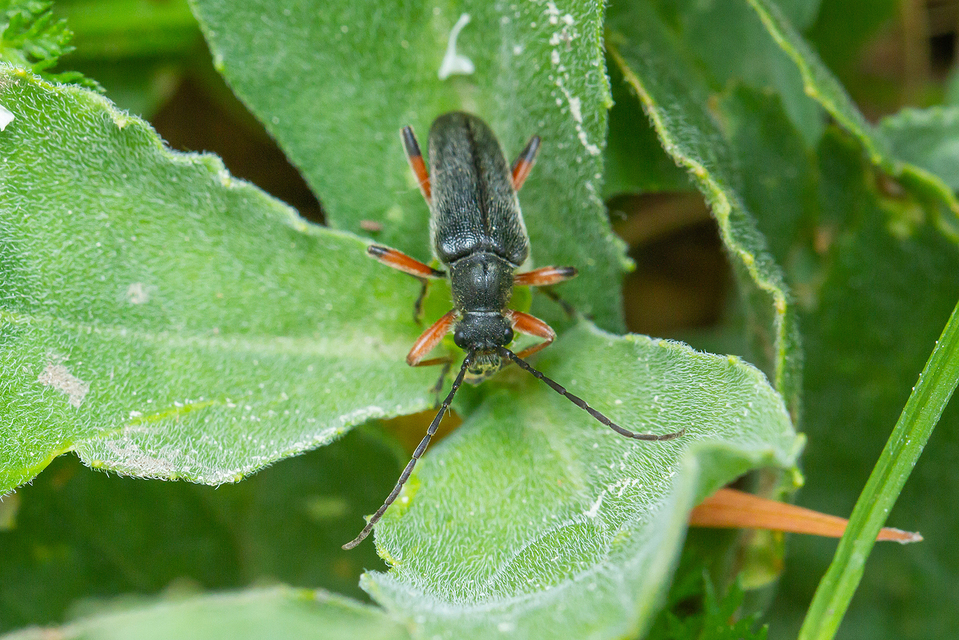 Cortodera villosa - bozontos cserjecincér
